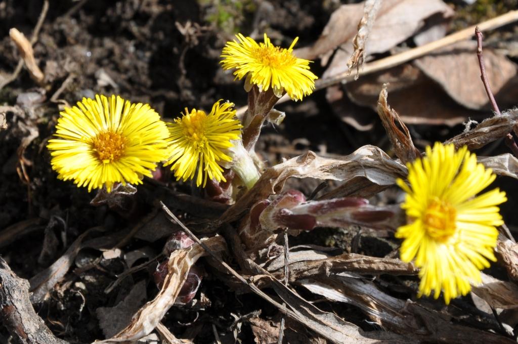 Tussilago farfara